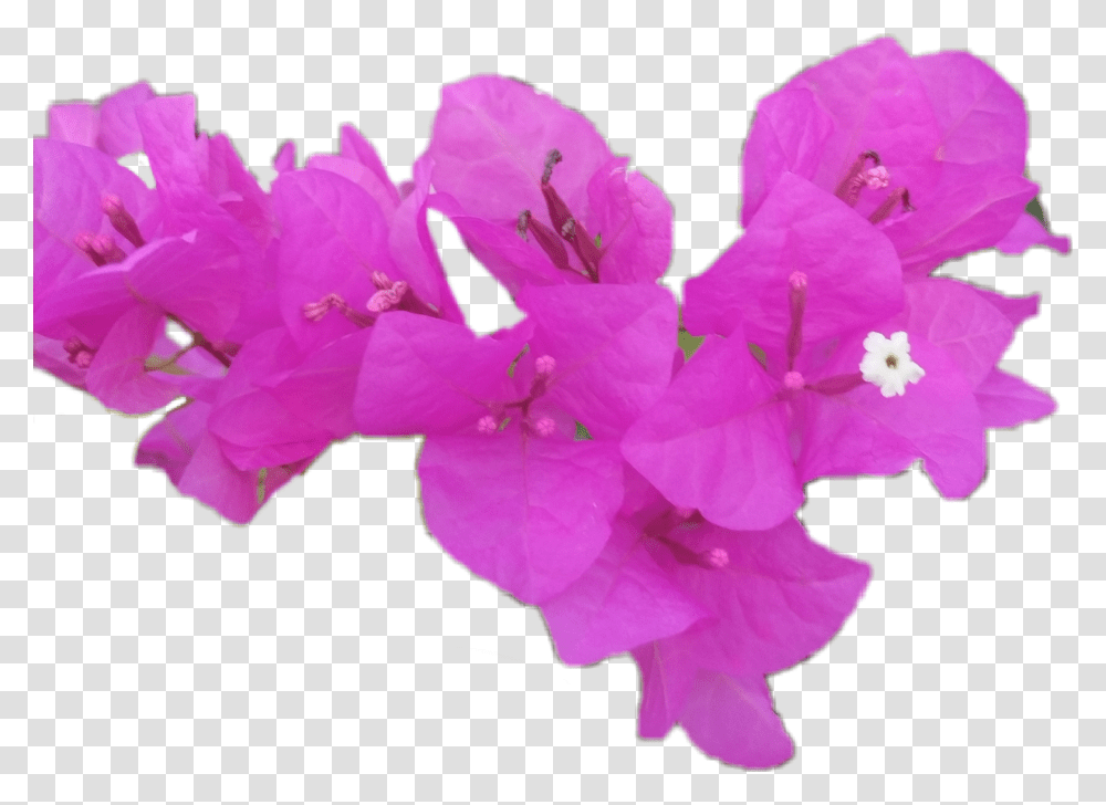 Bougainvillea, Geranium, Flower, Plant, Petal Transparent Png