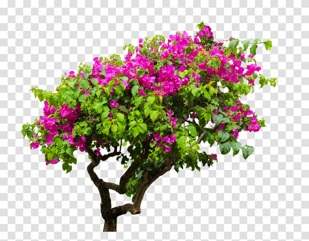 Bougainvillea Plant Bush Background, Geranium, Flower, Blossom, Potted Plant Transparent Png