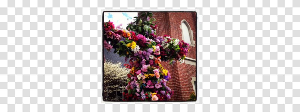 Bougainvillea, Plant, Flower, Blossom, Flower Bouquet Transparent Png