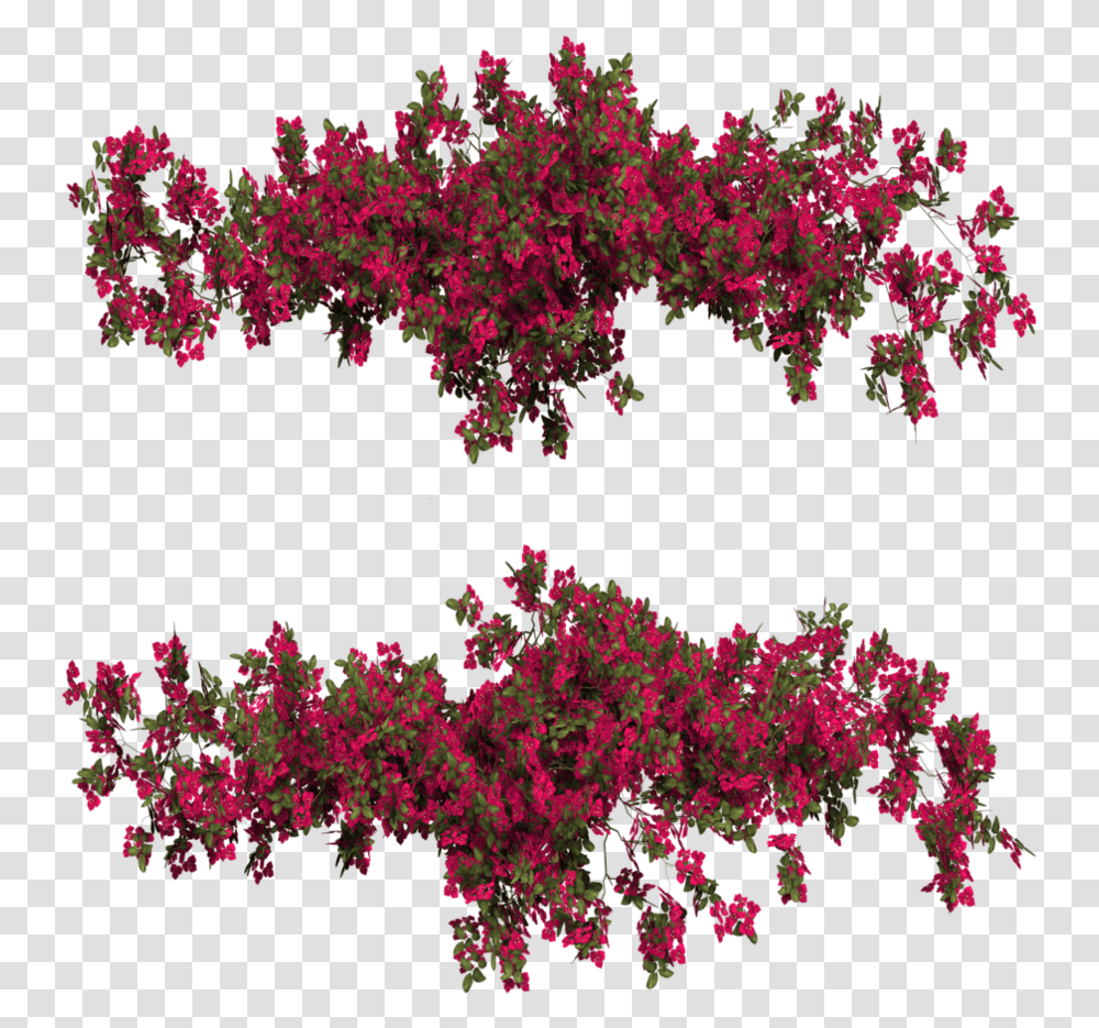 Bougainvillea, Plant, Leaf, Flower, Tree Transparent Png