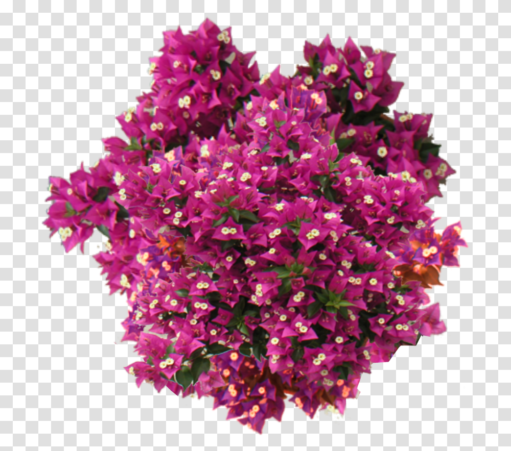 Bougainvillea Plant Top View, Flower, Blossom, Purple, Petal Transparent Png