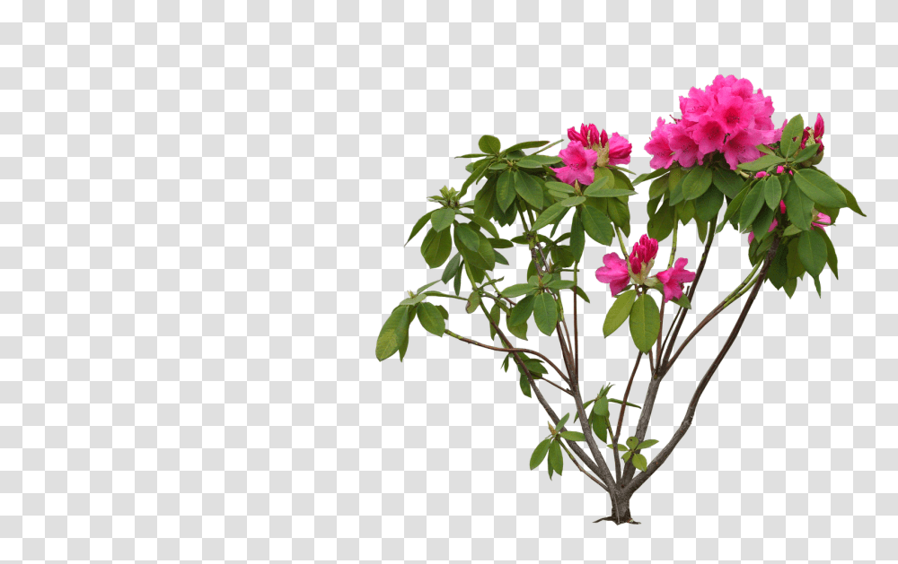Bougainvillea Rhododendron, Plant, Flower, Blossom, Vase Transparent Png