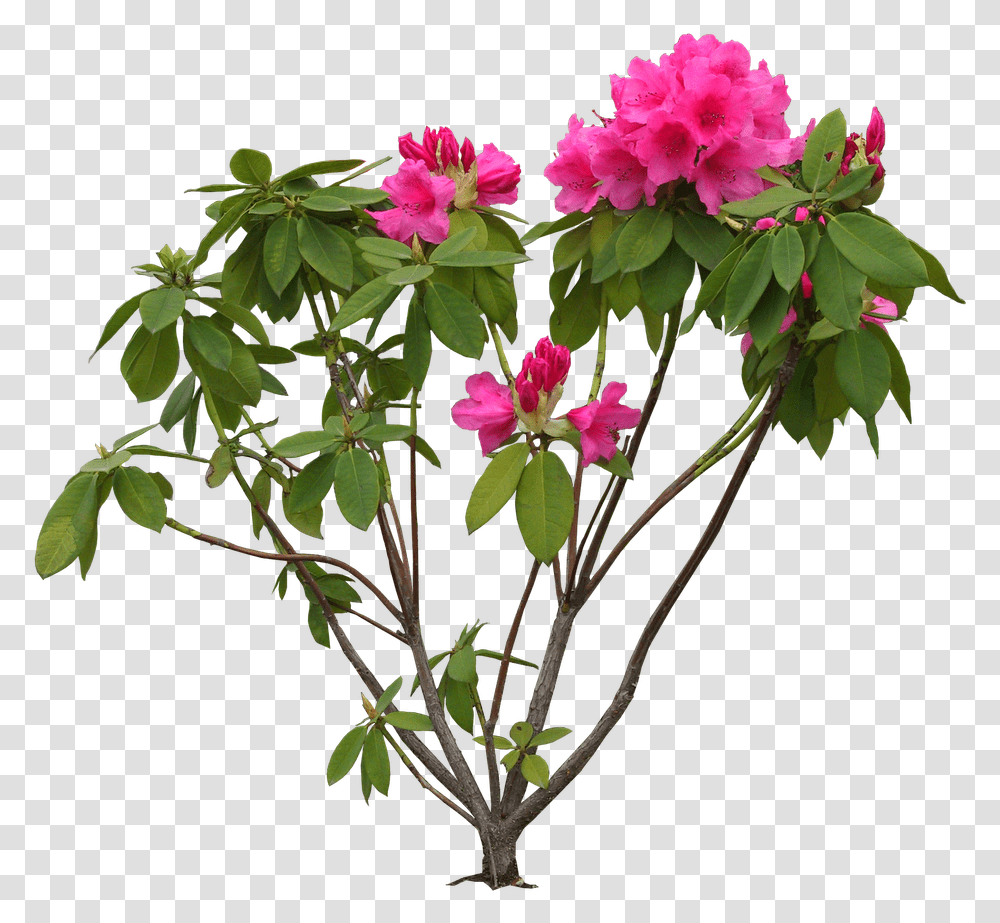 Bougainvillea Rhododendron, Plant, Ikebana, Vase Transparent Png