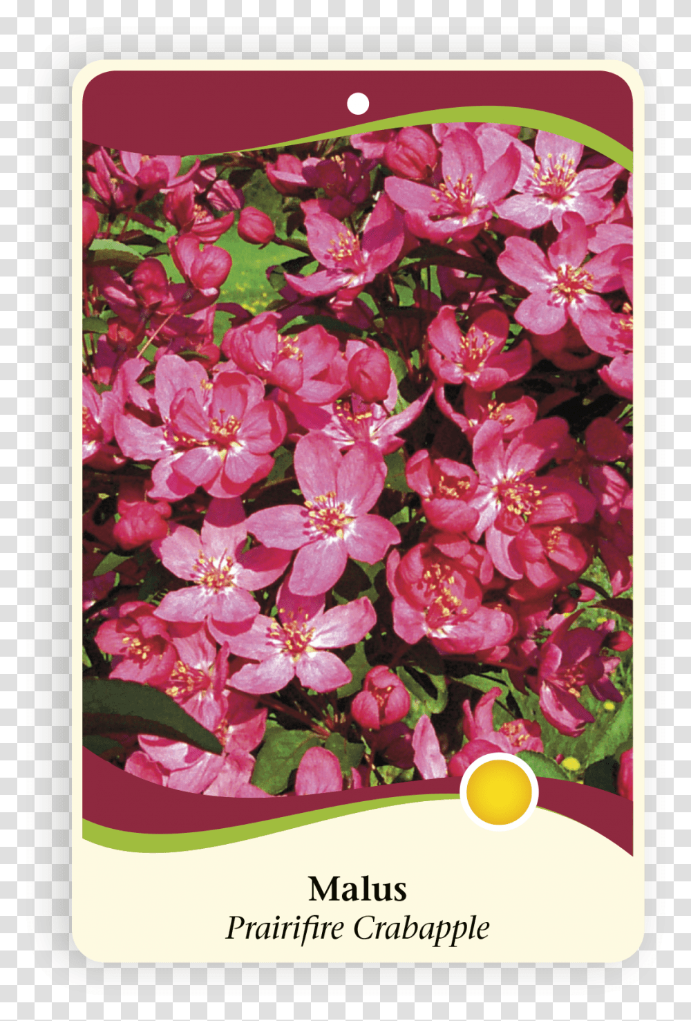 Bougainvillea Rosa Rubiginosa, Plant, Flower, Blossom, Geranium Transparent Png