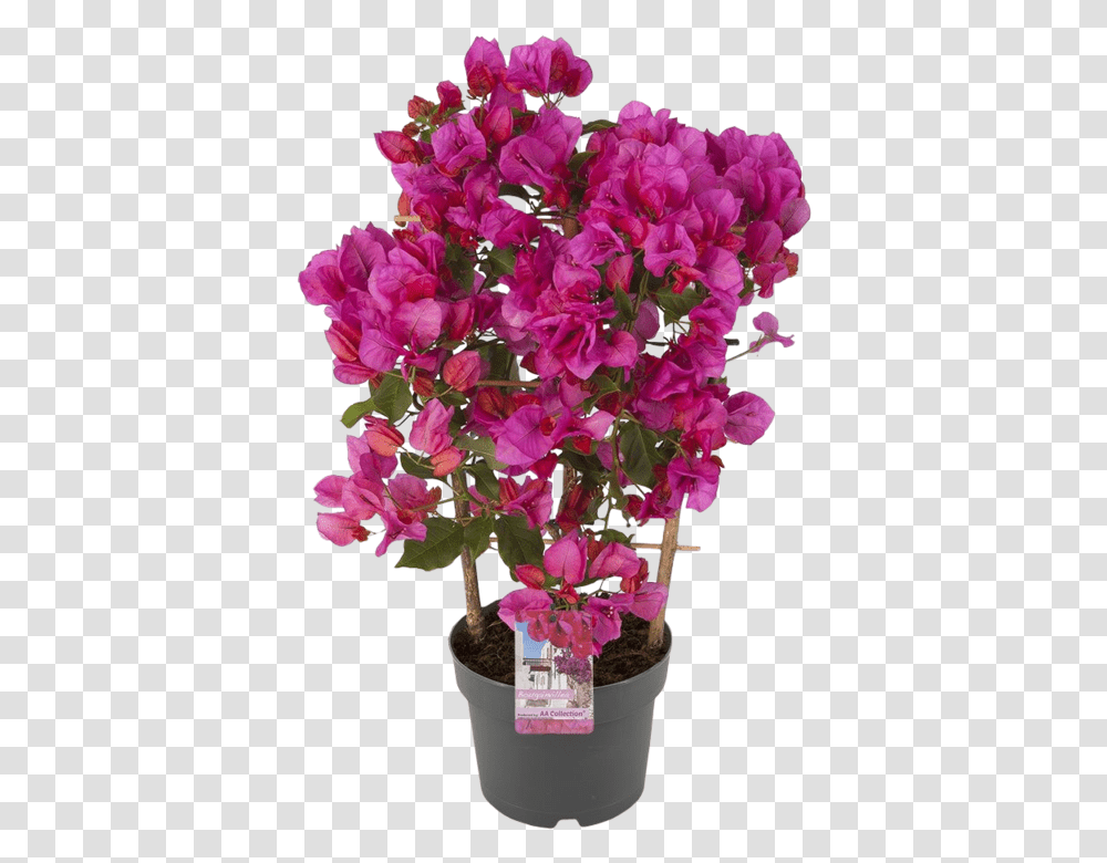 Bougainvillea Sanderiana Sweet Pea, Plant, Flower, Blossom, Flower Arrangement Transparent Png