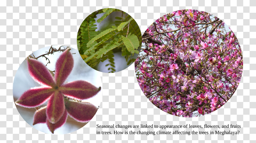 Bougainvillea Sterculia Urens, Plant, Flower, Blossom, Petal Transparent Png