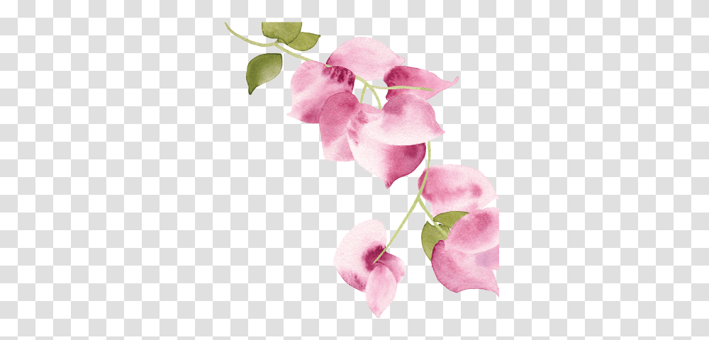 Bougainvillea Sweet Pea, Plant, Flower, Blossom, Orchid Transparent Png