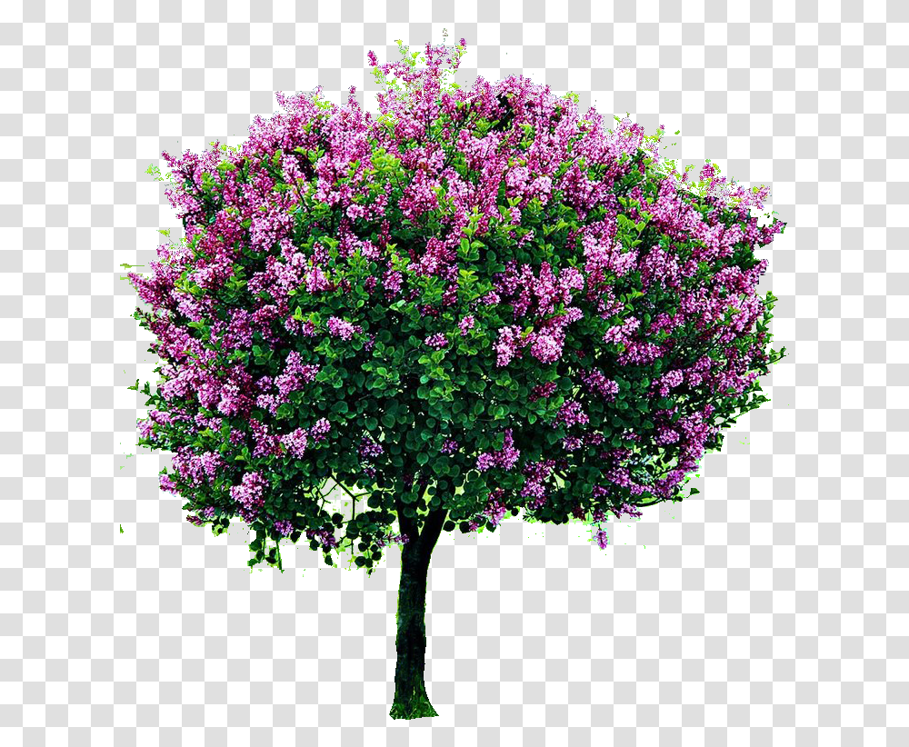 Bougainvillea Tree Image Flower Tree Hd, Plant, Blossom, Geranium, Bush Transparent Png