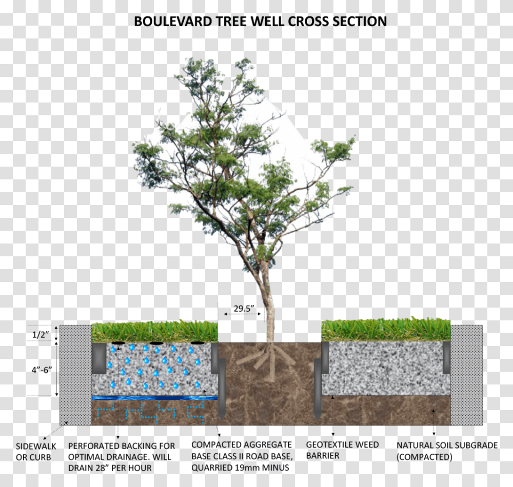 Boulevard Tree Well Cross Section The Art Of Synthetic Small Pine Tree, Plant, Bonsai, Potted Plant, Vase Transparent Png