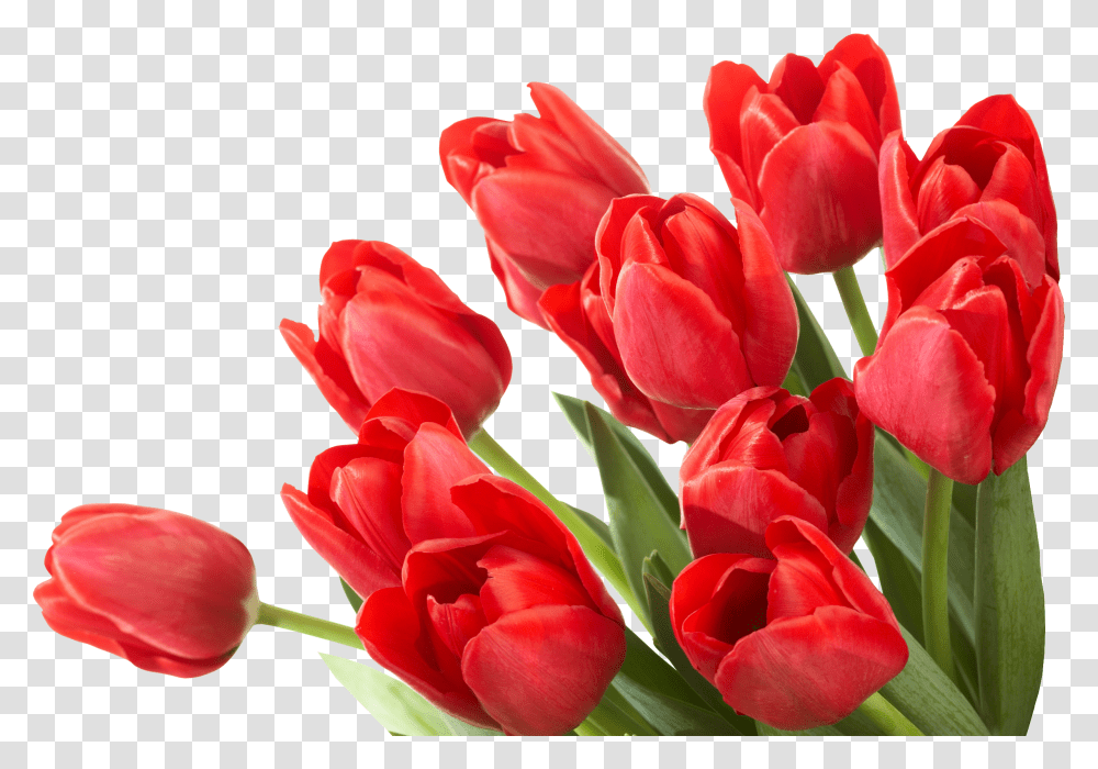 Bouquet, Flower, Plant, Blossom, Tulip Transparent Png