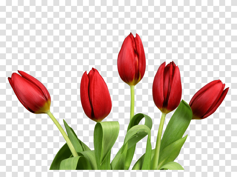 Bouquet, Flower, Plant, Blossom, Tulip Transparent Png