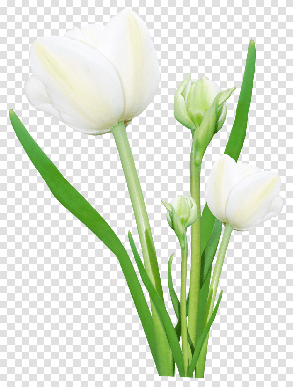 Bouquet Flowers Clipart Real Flowers, Plant, Blossom, Tulip, Petal Transparent Png