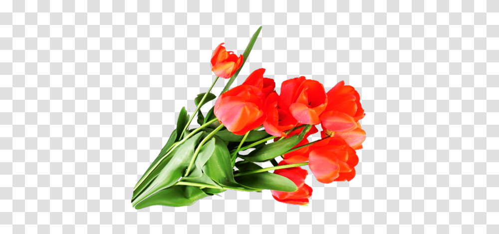 Bouquet Flowers, Plant, Blossom, Flower Bouquet, Flower Arrangement Transparent Png