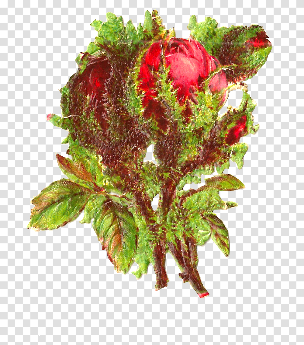 Bouquet, Leaf, Plant, Tree, Flower Transparent Png