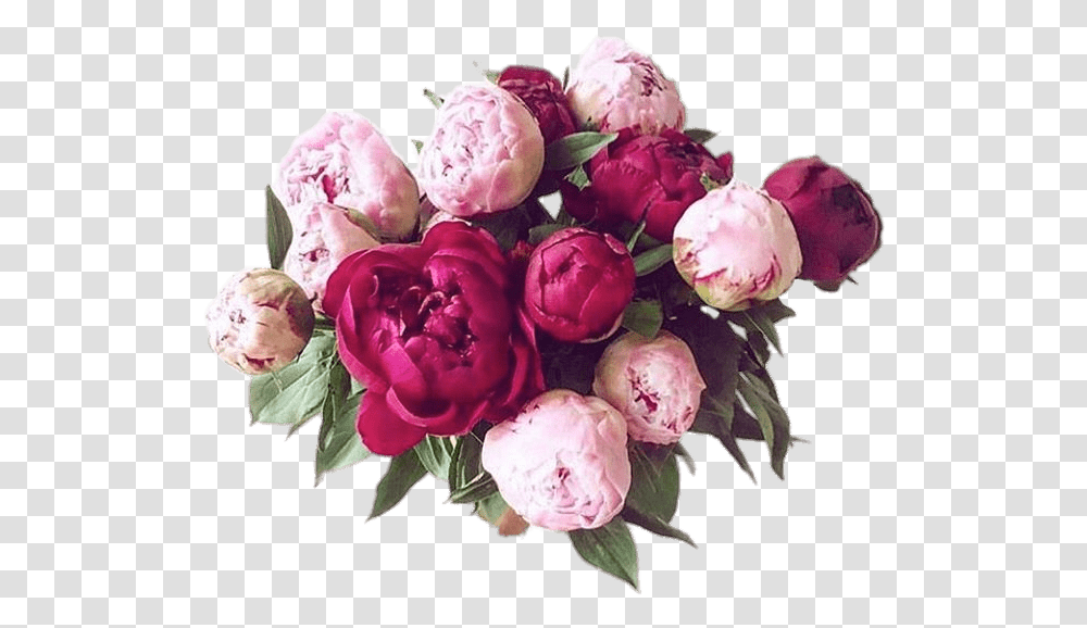 Bouquet Of Peonies Peonies, Plant, Flower, Blossom, Peony Transparent Png