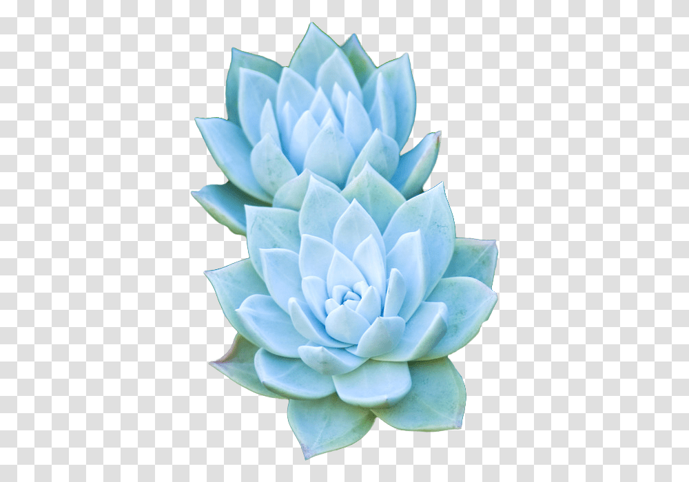 Bouquet Of Succulents, Dahlia, Flower, Plant, Blossom Transparent Png