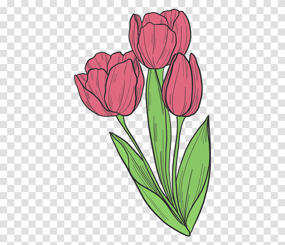 Bouquet Of Tulips Clipart Free Download Lovely, Plant, Flower, Blossom, Petal Transparent Png