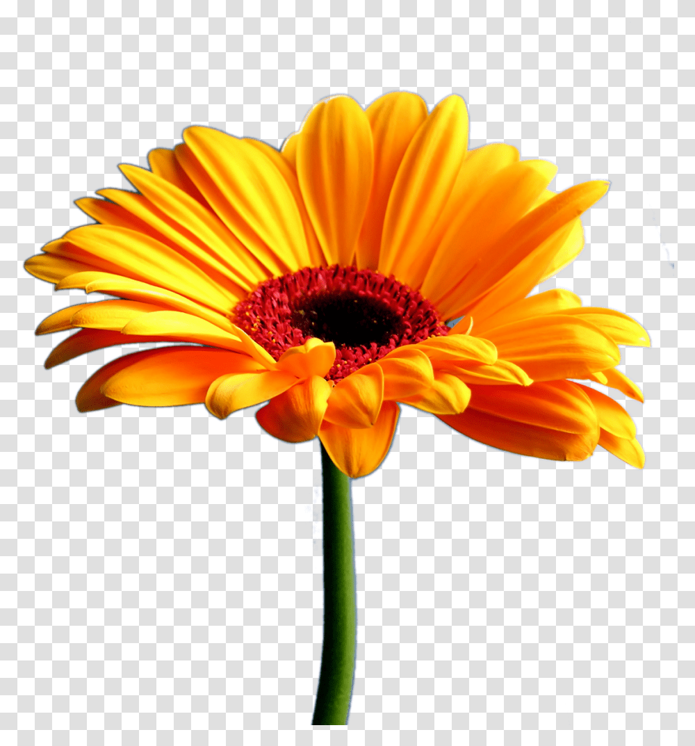 Bouquet Pencil And In Beautiful Full Hd Flower, Plant, Blossom, Daisy, Daisies Transparent Png