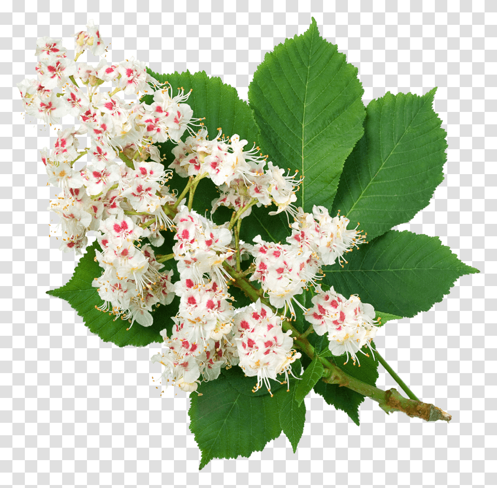 Bouquet, Plant, Flower, Acanthaceae, Leaf Transparent Png