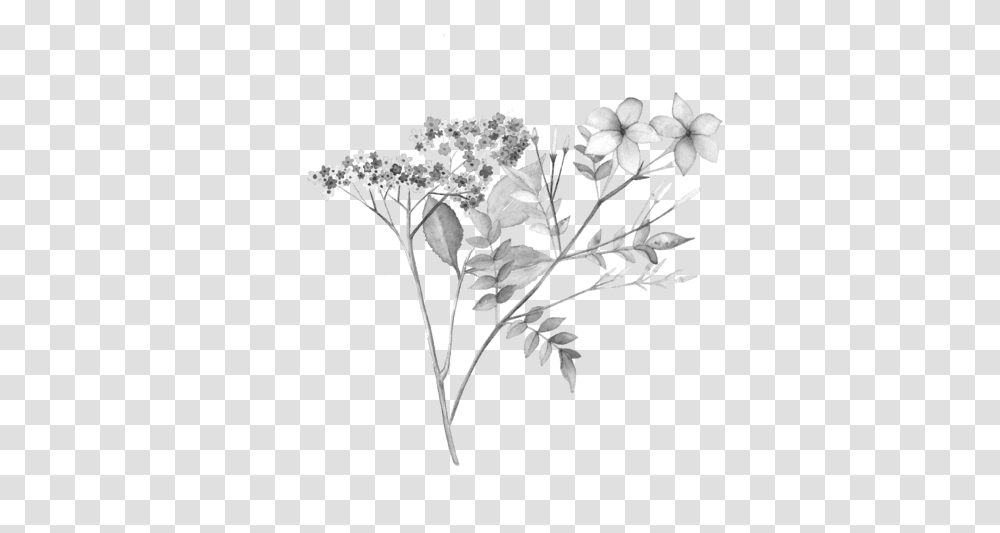 Bouquet, Plant, Flower, Apiaceae, Acanthaceae Transparent Png