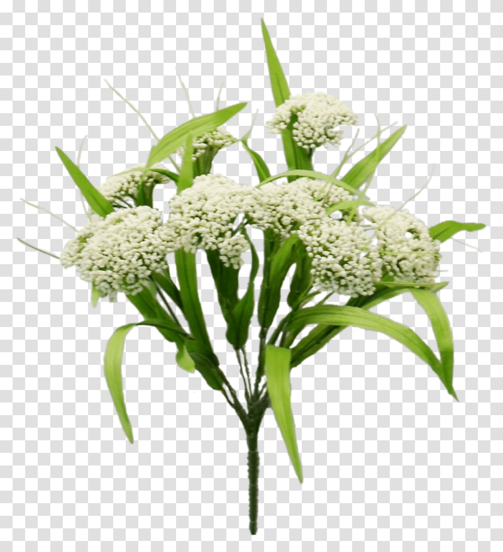 Bouquet, Plant, Flower, Blossom, Apiaceae Transparent Png