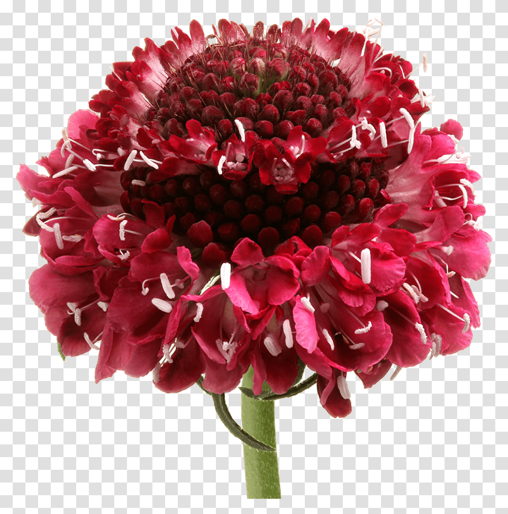 Bouquet, Plant, Flower, Blossom, Dahlia Transparent Png