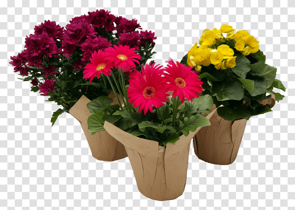 Bouquet, Plant, Flower, Blossom, Flower Arrangement Transparent Png