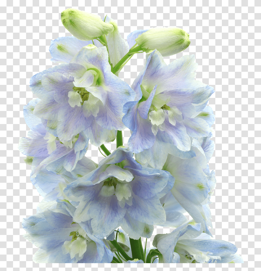 Bouquet, Plant, Flower, Blossom, Flower Bouquet Transparent Png