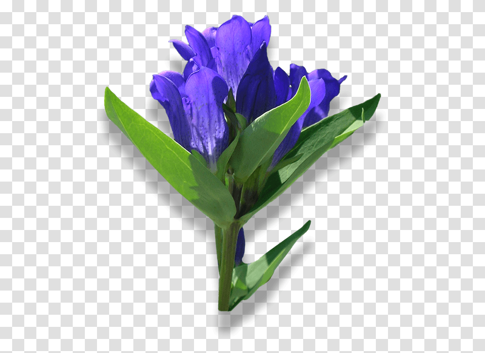 Bouquet, Plant, Flower, Blossom, Flower Bouquet Transparent Png