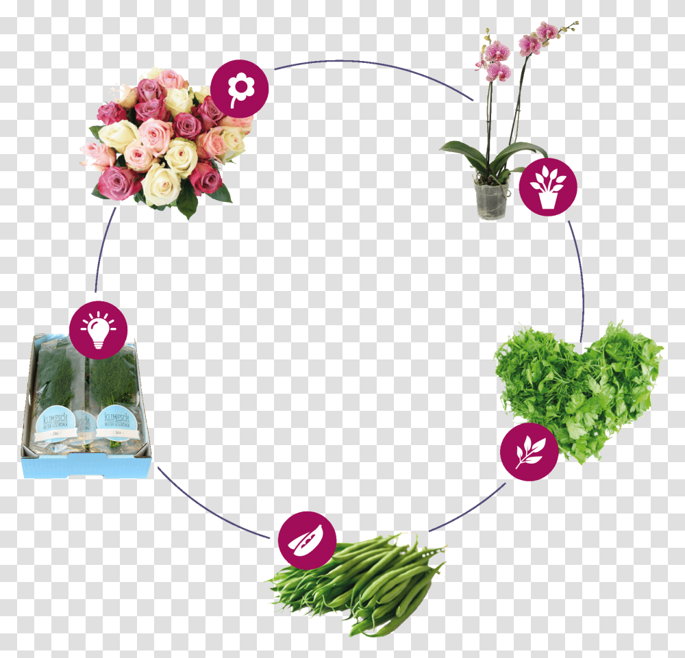 Bouquet, Plant, Food, Radish, Vegetable Transparent Png