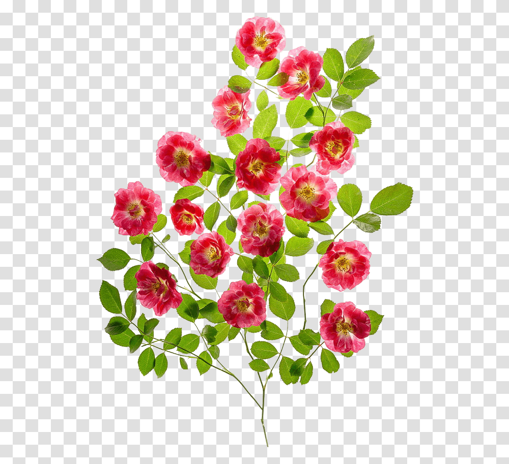 Bouquet, Plant, Hibiscus, Flower, Blossom Transparent Png