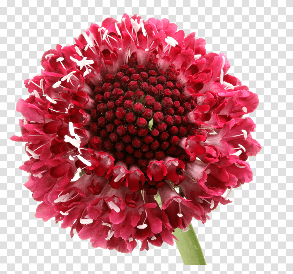 Bouquet, Plant, Petal, Flower, Blossom Transparent Png