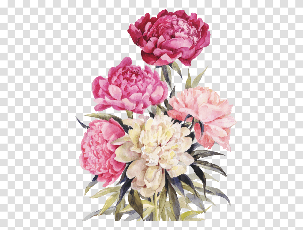 Bouquet Vector Watercolor Free Vintage Peony Illustration, Plant, Flower, Blossom, Carnation Transparent Png