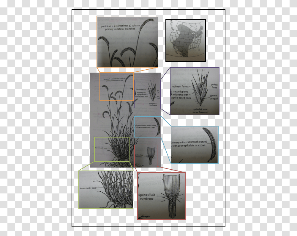 Bouteloua Gracilis Blue Grama Grass Sketch Tree, Advertisement, Poster, Tabletop Transparent Png