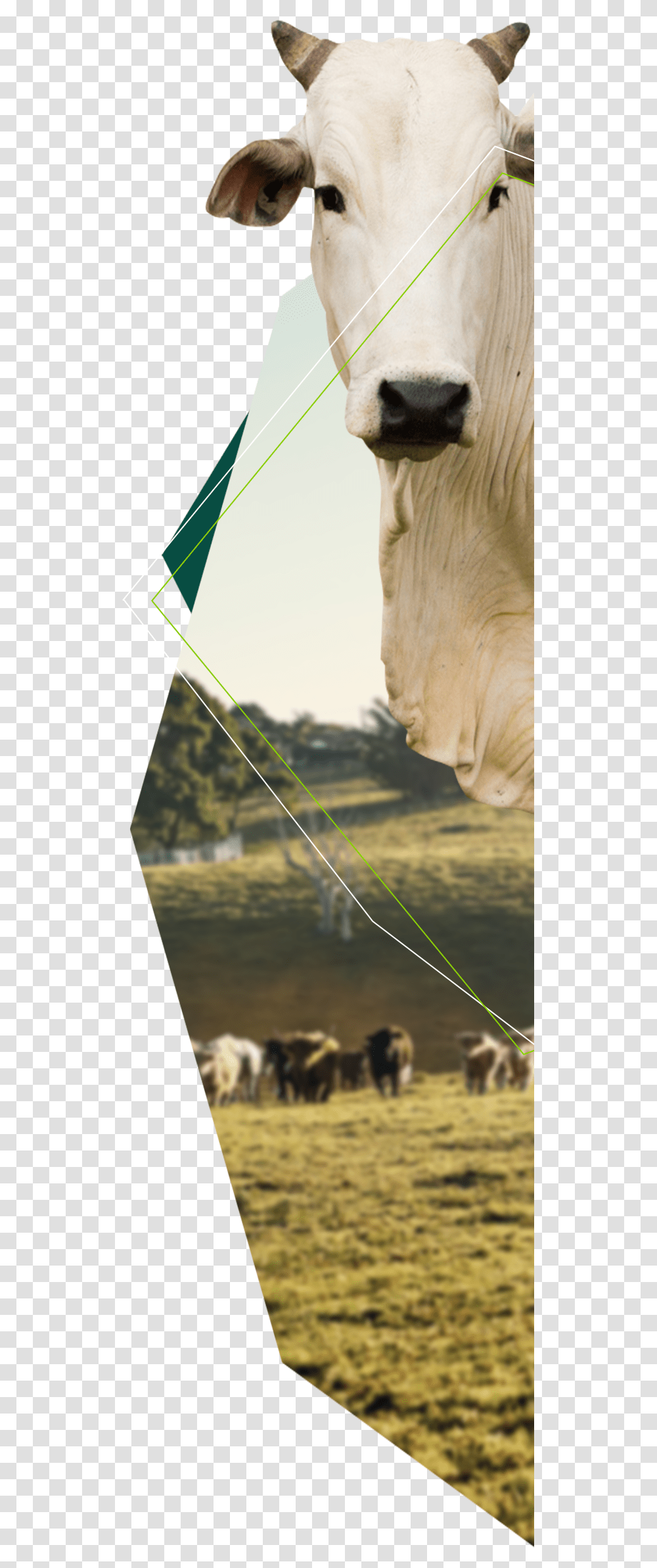 Bovine, Cow, Nature, Outdoors, Face Transparent Png