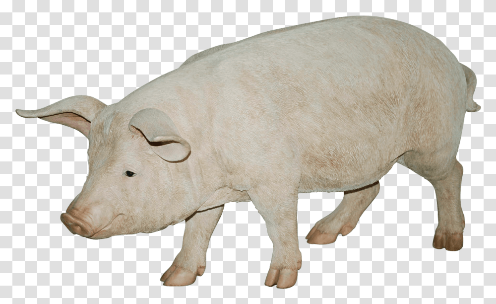 Bovine Feline Canine Etc, Pig, Mammal, Animal, Hog Transparent Png