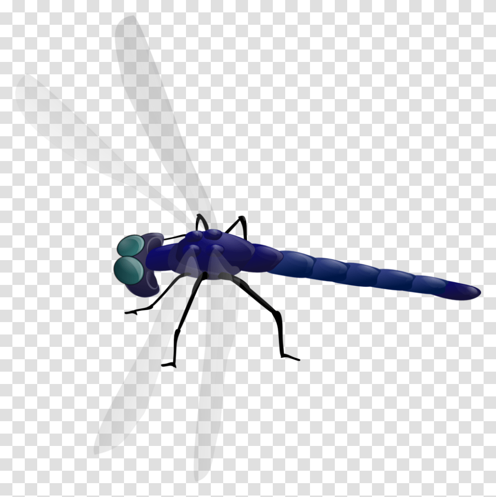 Bow, Animal, Insect, Invertebrate Transparent Png