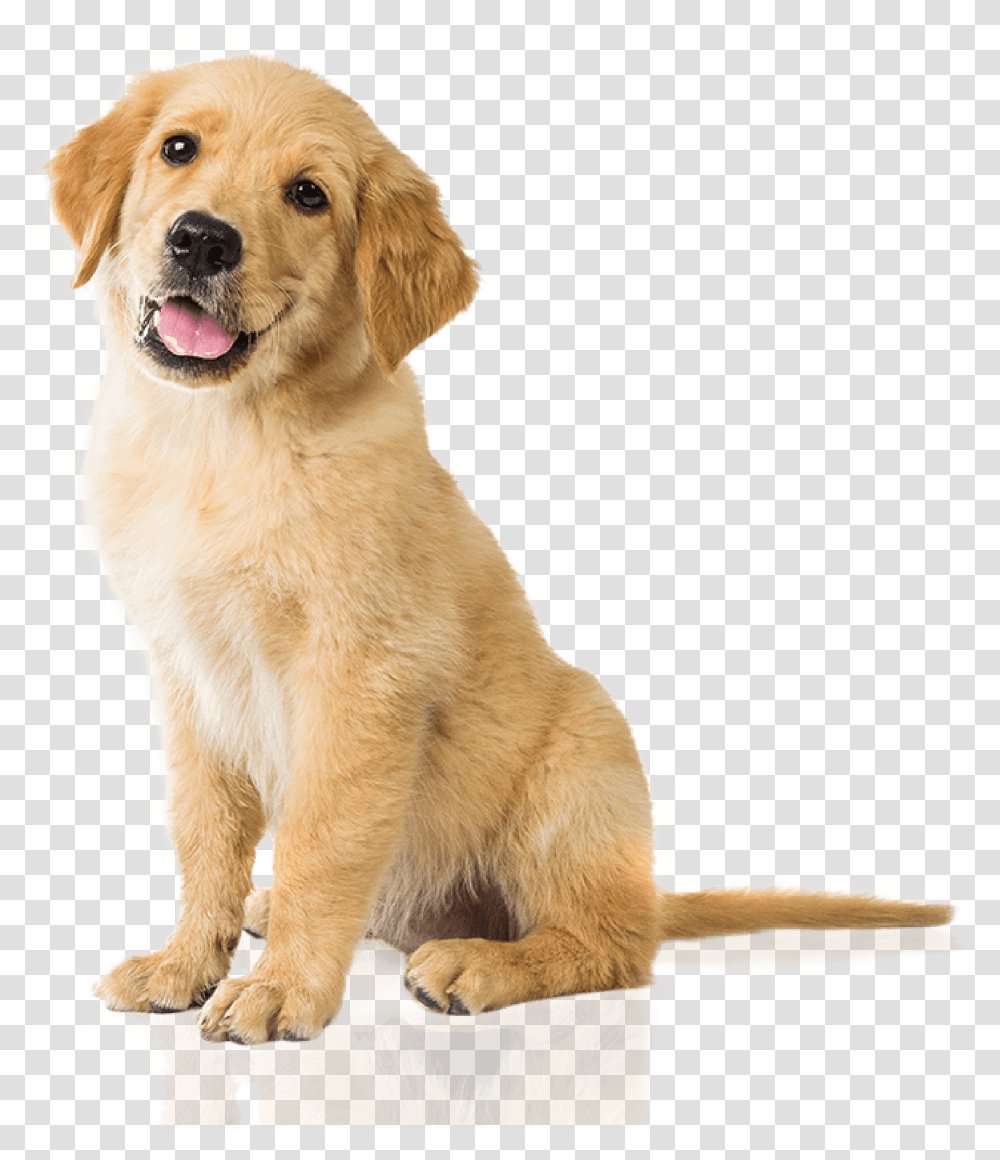 Bow Wow Gourmet Dog Treats Are Healthy Natural Low Golden Retriever, Pet, Canine, Animal, Mammal Transparent Png
