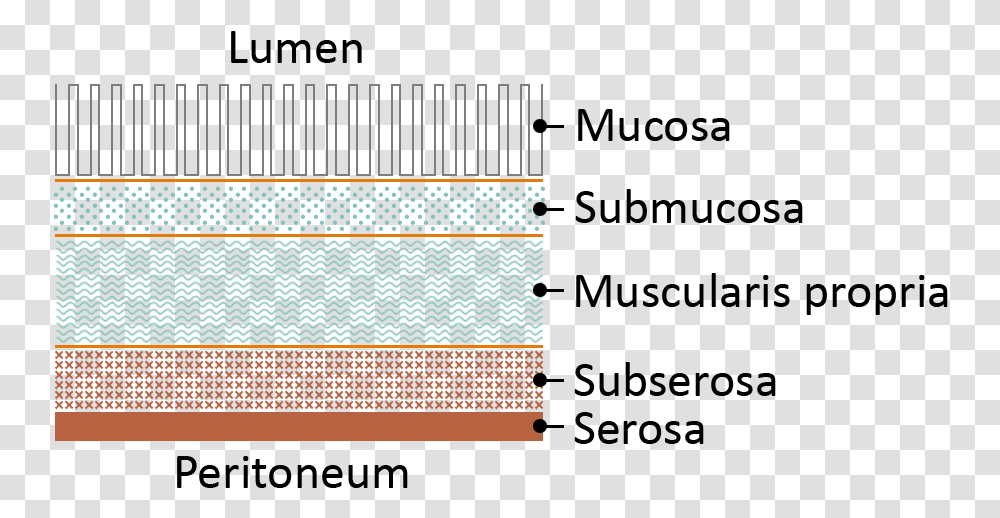 Bowel Layers Transparent Png