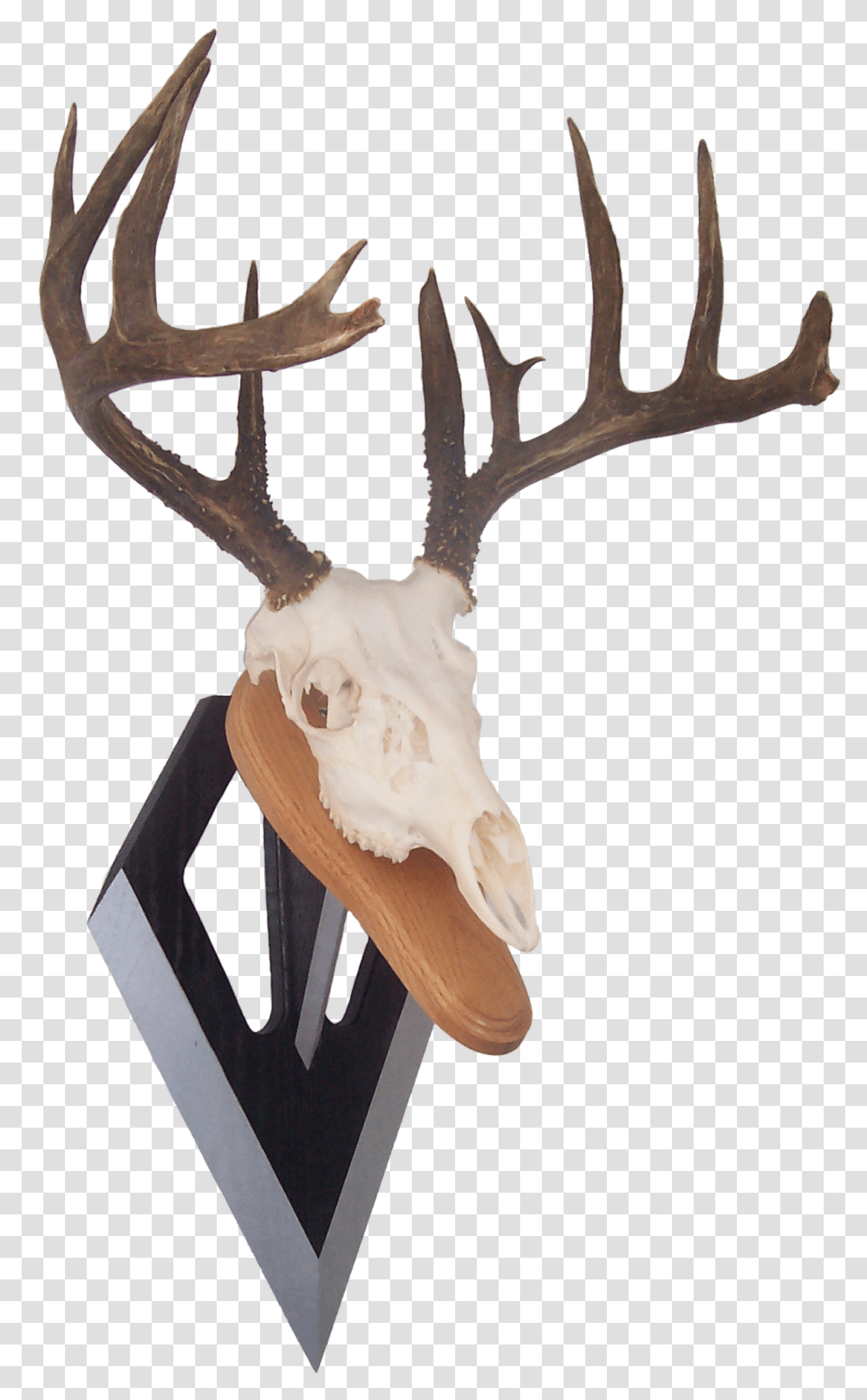 Bowhunter Bowhunting Antlers Longbow Horns Archery Reindeer Transparent Png