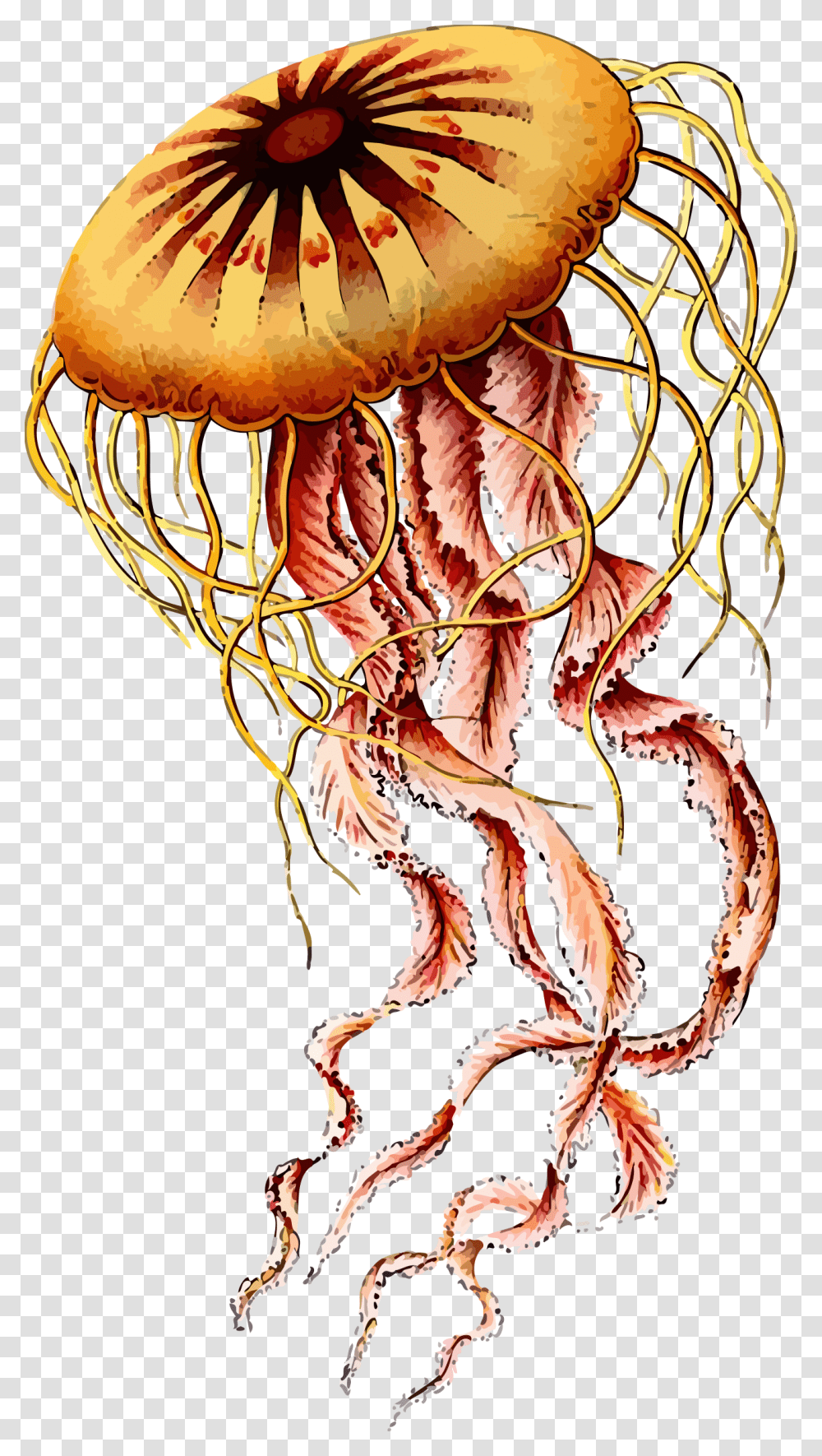 Box Jellyfish Photos Jellyfish Ernst Haeckel Art, Fungus, Sea Life, Animal, Invertebrate Transparent Png