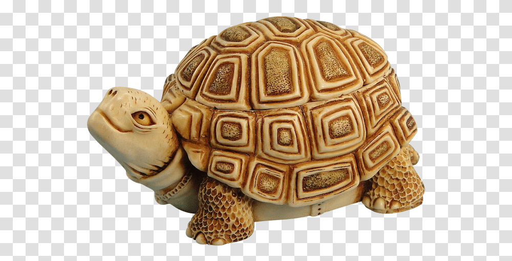 Box Turtle Background Box Turtles, Tortoise, Reptile, Sea Life, Animal Transparent Png