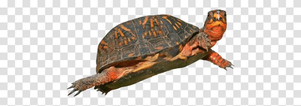 Box Turtle Hd Red Eared Slider Turtle, Reptile, Sea Life, Animal, Tortoise Transparent Png