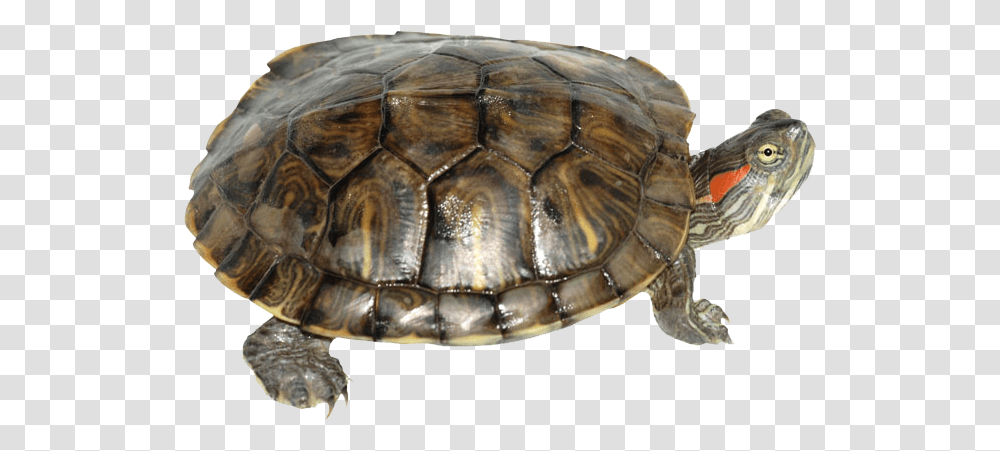 Box Turtle Red Ear Snapping Turtle, Reptile, Sea Life, Animal, Tortoise Transparent Png