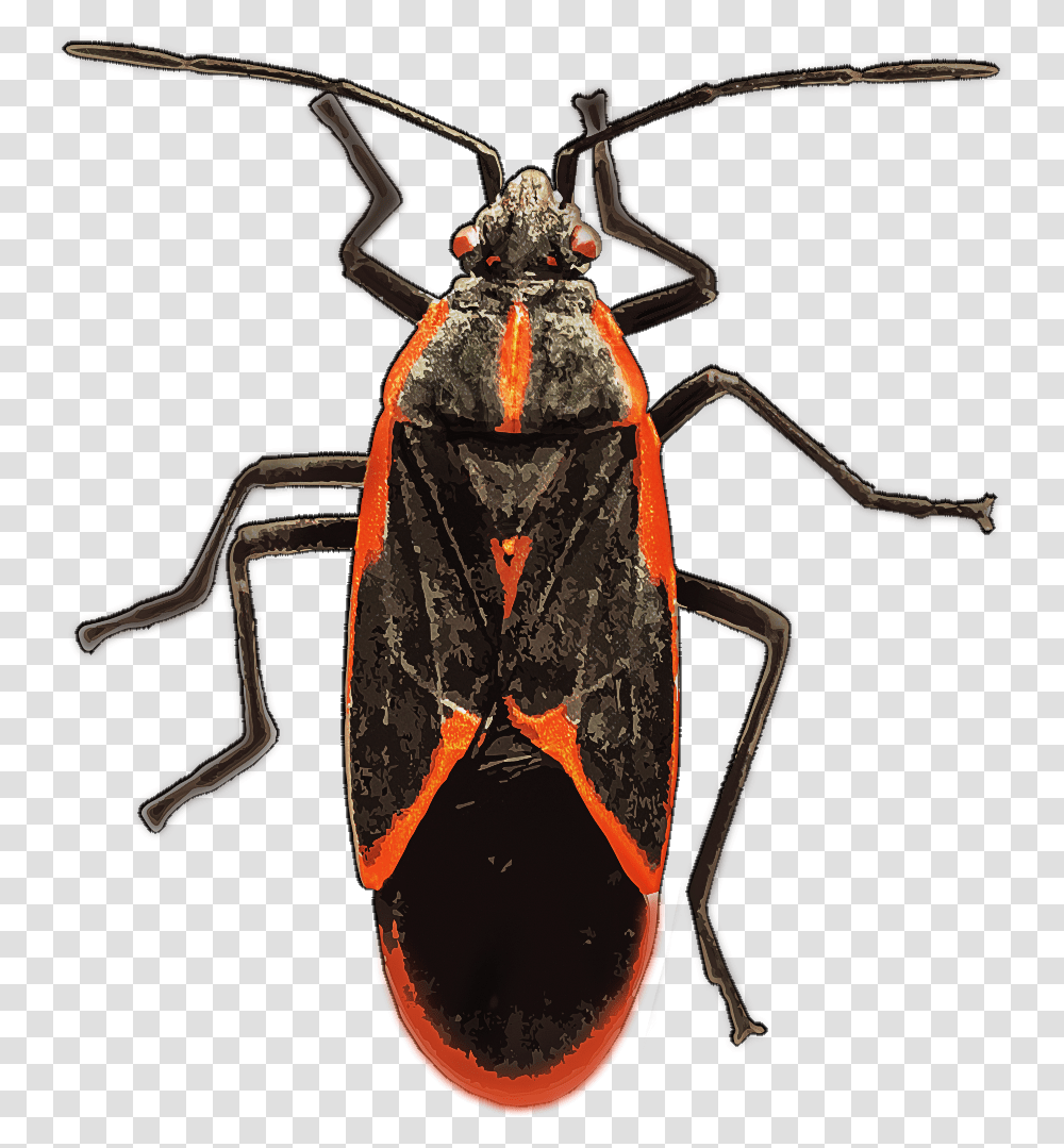 Boxelder Bug Box Elder Bug, Insect, Invertebrate, Animal, Cockroach Transparent Png