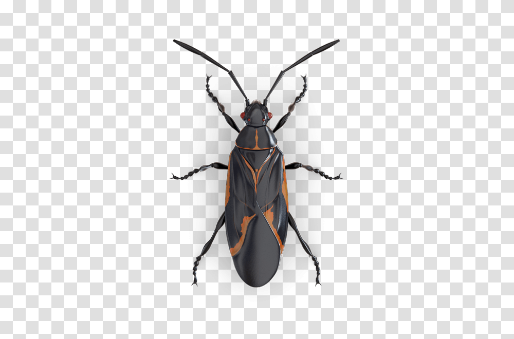 Boxelder Bug Image Arts, Insect, Invertebrate, Animal, Cockroach Transparent Png