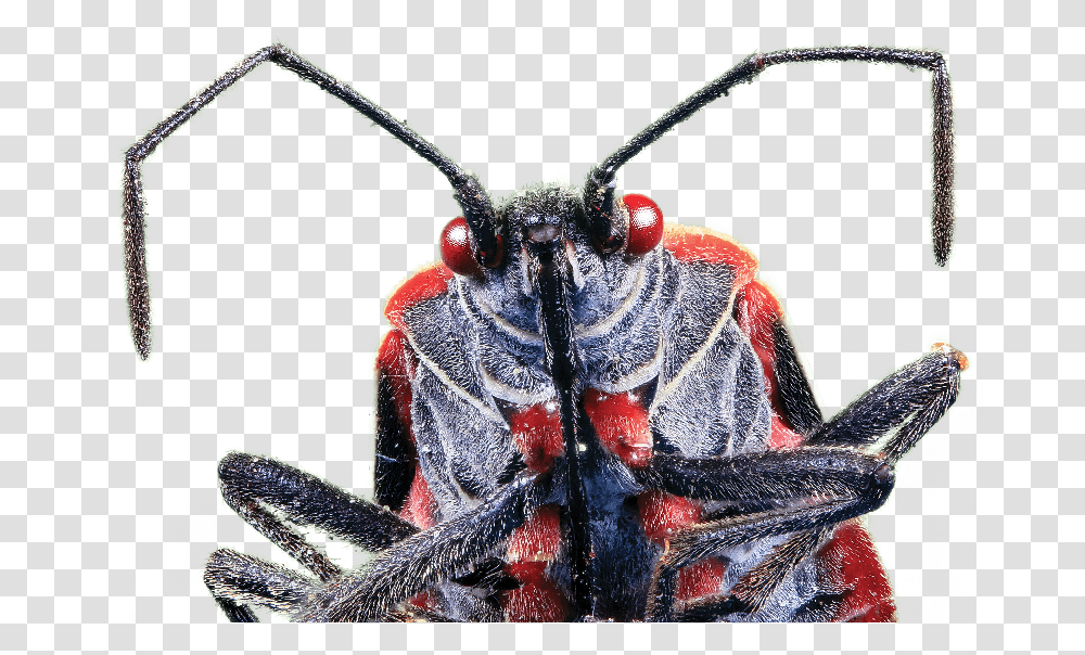 Boxelder Bug, Insect, Invertebrate, Animal, Cricket Insect Transparent Png