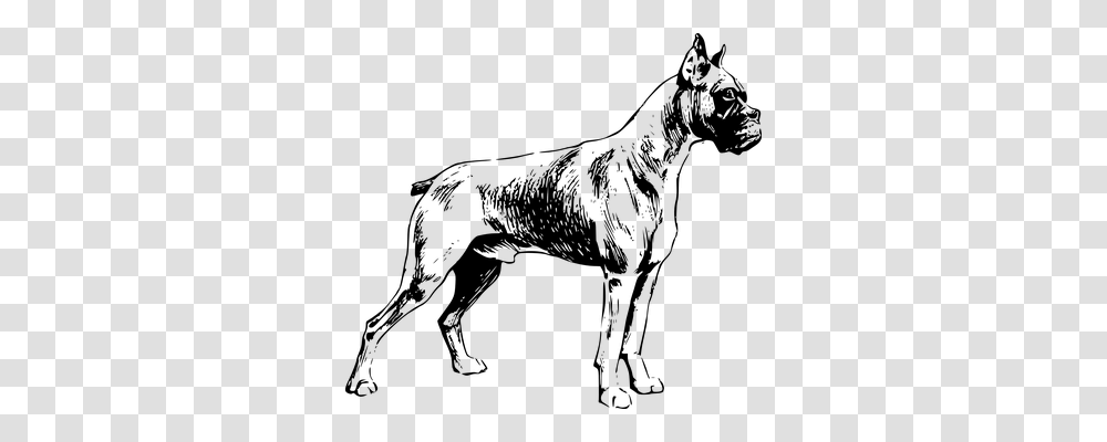 Boxer Animals, Gray, World Of Warcraft Transparent Png