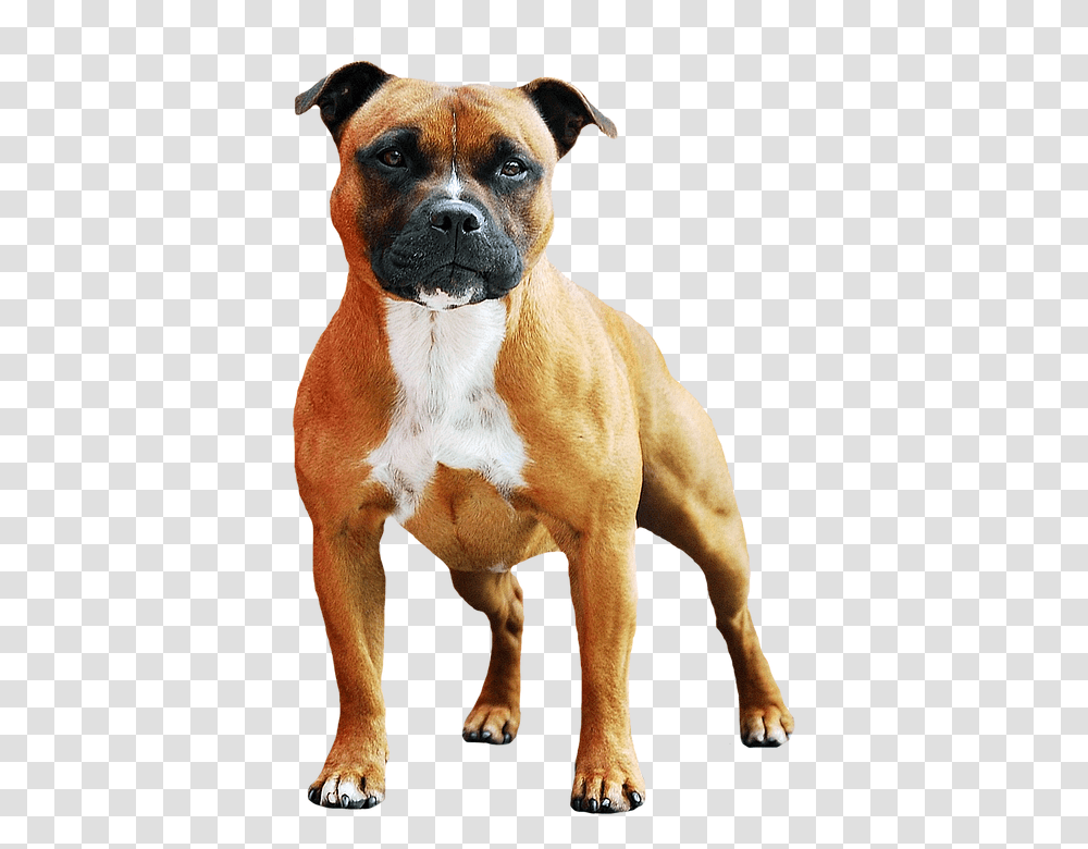 Boxer, Bulldog, Pet, Canine, Animal Transparent Png