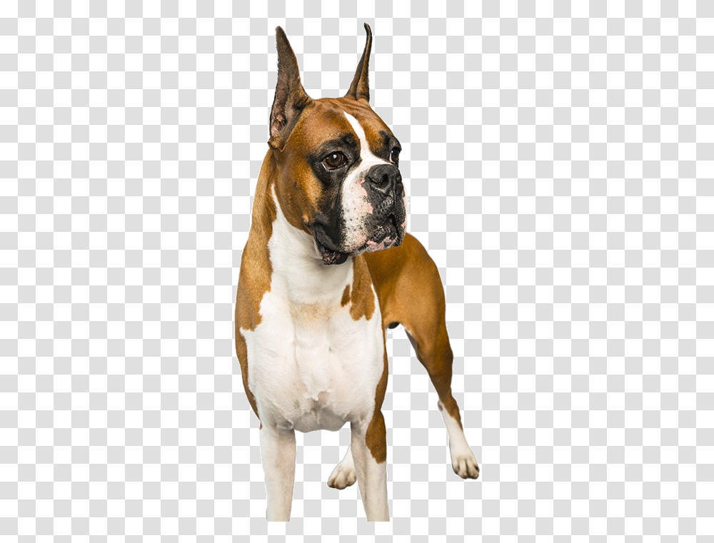 Boxer, Bulldog, Pet, Canine, Animal Transparent Png